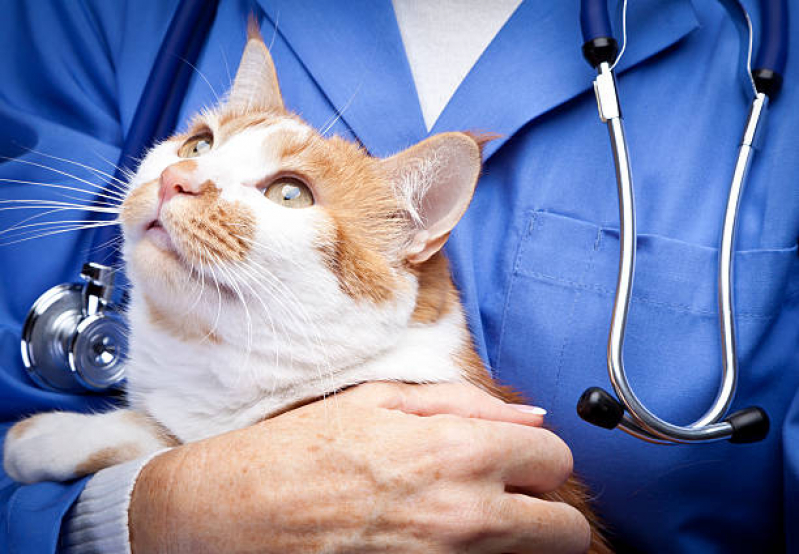 Clínica Veterinária de Gatos Nova Esperança - Clínica Especializada em Felinos