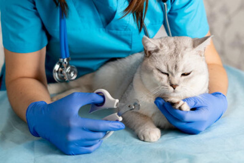 Clínica Veterinária Especialista em Gatos Contato Chácara Inoa - Clínica Veterinária para Gatos