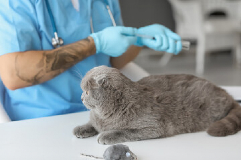 Clínica Veterinária Especialista em Gatos Centro - Clínica Veterinária para Gatos
