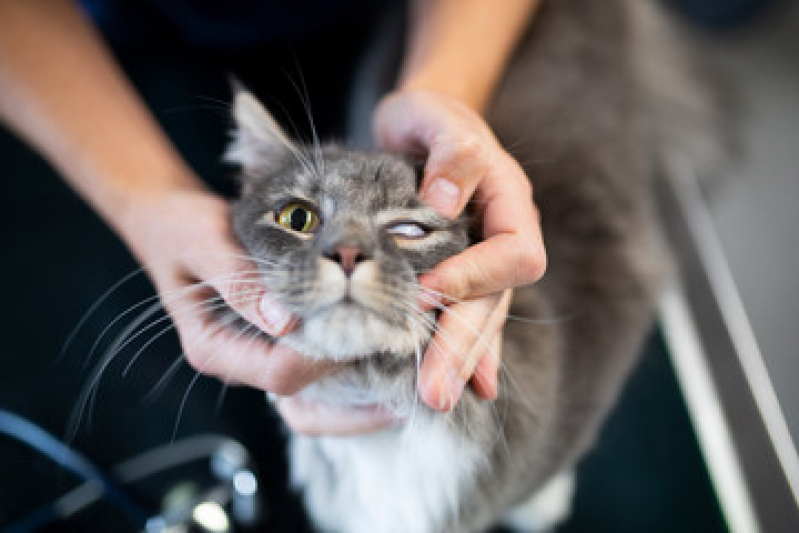 Clínica Veterinária Especializada em Felinos Extensão do Bosque - Clínica Especializada em Gatos