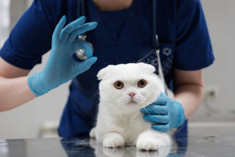 Clínica Veterinária Especializada em Gatos Contato Maria Turri - Clínica Veterinária para Gatos