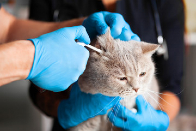 Clínica Veterinária para Felinos Contato Parque Aeroporto - Clínica Especializada em Gatos