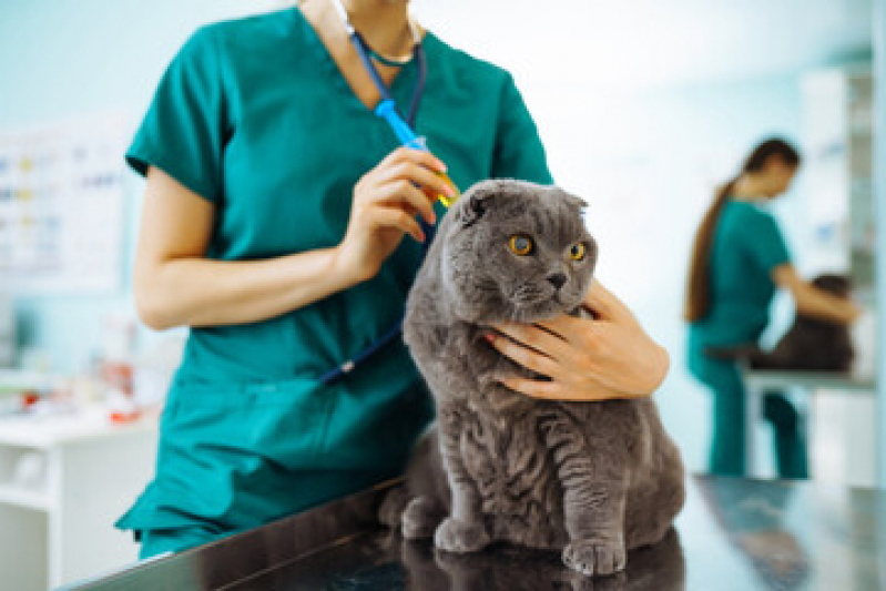 Clínica Veterinária para Felinos Badu - Clínica Veterinária Especializada em Gatos