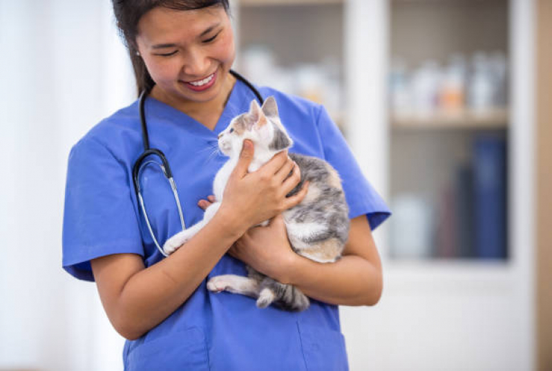 Clínica Veterinária para Filhote de Gatos Contato Cidade Praiana - Clínica Veterinária Especialista em Felinos