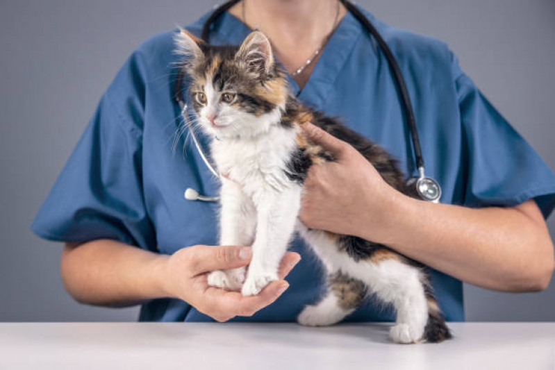 Clínica Veterinária para Filhote de Gatos Ititioca - Clínica Veterinária Especialista em Felinos