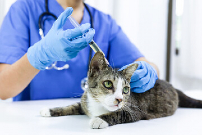 Clínica Veterinária para Gatos Contato Parque Tamandaré - Clínica Veterinária Especialista em Felinos
