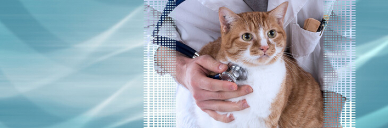 Clínica Veterinária para Gatos Mar do Norte - Clínica Veterinária Especializada em Gatos