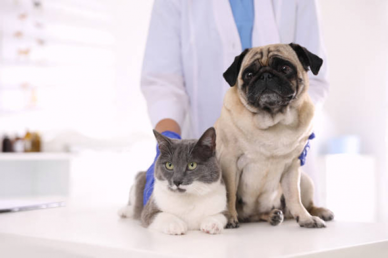 Consultório Veterinário Cães e Gatos Servidão Grande - Consultório Veterinário Próximo de Mim