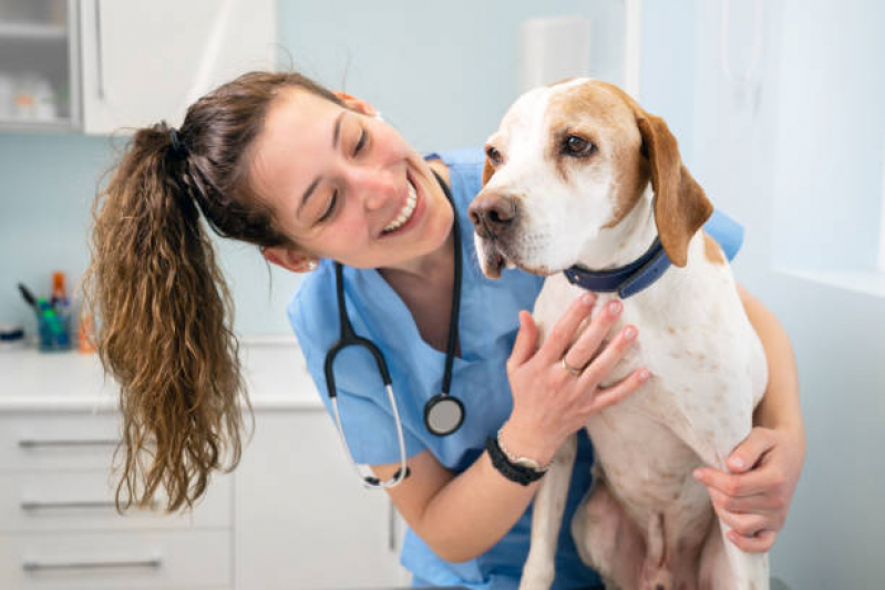 Consultório Veterinário de Cães e Gatos Telefone Charitas - Consultório Veterinário para Gatos