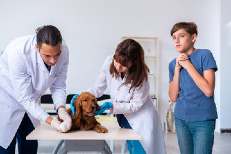 Consultório Veterinário Mais Próximo de Mim Rio do Ouro - Consultório Veterinário para Cães e Gatos