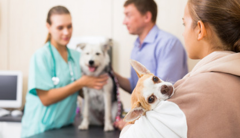 Consultório Veterinário para Animais Telefone Operário - Consultório Veterinário para Cães