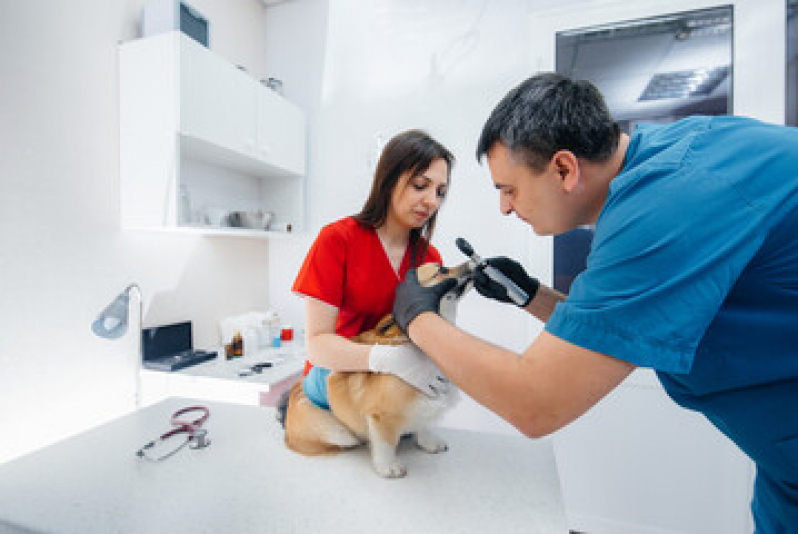 Consultório Veterinário para Cães Cidade Beira Mar - Consultório Veterinário para Cachorros
