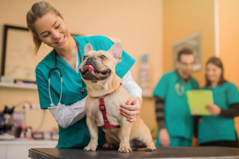 Contato de Consultório Veterinário de Cães e Gatos Fátima - Consultório Veterinário para Cães e Gatos Niterói