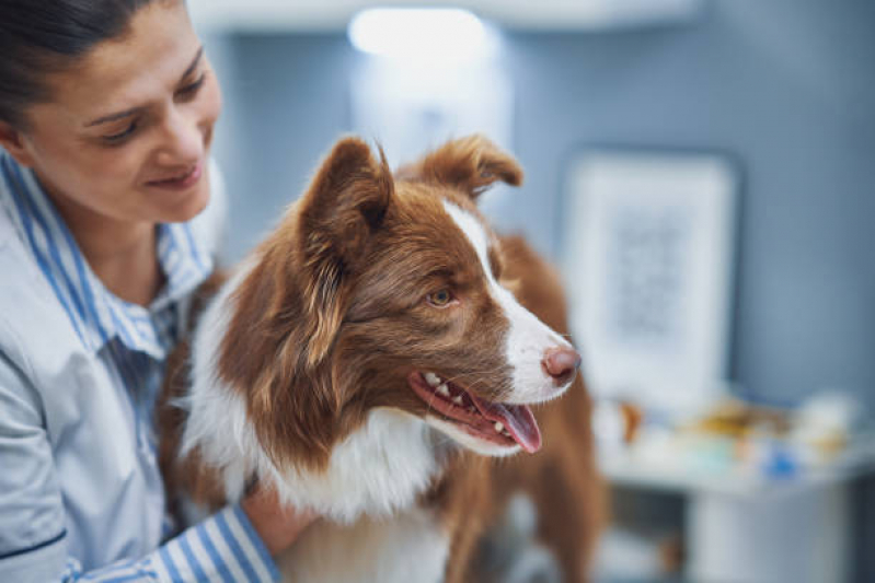 Contato de Consultório Veterinário e Pet Shop Enseada das Gaivotas - Consultório Veterinário para Cães