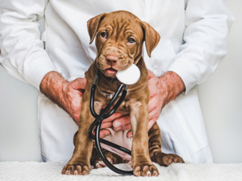 Contato de Consultório Veterinário para Cães e Gatos Ilha Conceição - Consultório Veterinário para Cães e Gatos