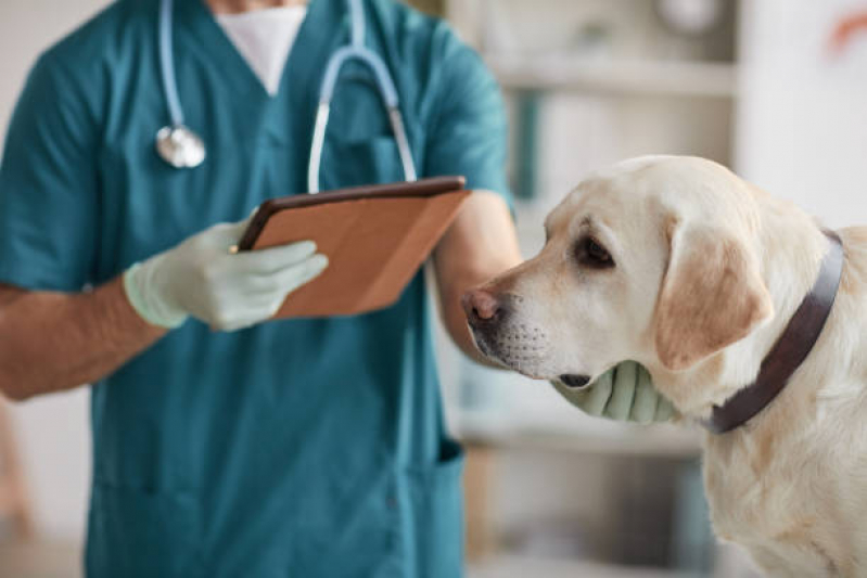 Contato de Consultório Veterinário Perto de Mim São Domingos - Consultório Veterinário para Cães