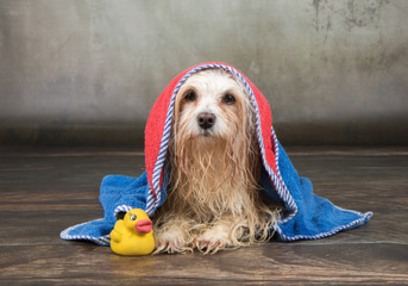 Contato de Pet Shop Banho e Tosa Marazul - Pet Shop Próximo
