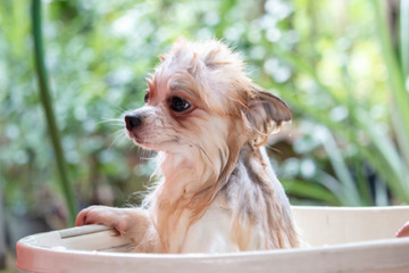 Contato de Pet Shop Banho Parque Flora - Pet Shop para Cachorros
