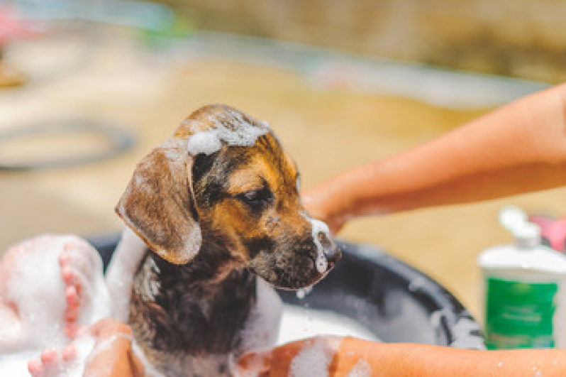 Contato de Pet Shop Leva e Traz Macaé - Pet Shop para Cachorros