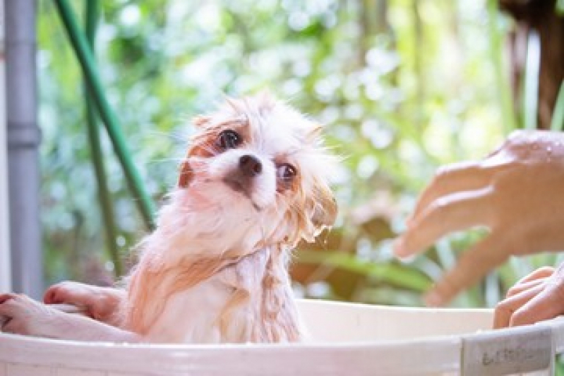 Contato de Pet Shop Perto Riviera Fluminense - Pet Shop Banho e Tosa Niterói