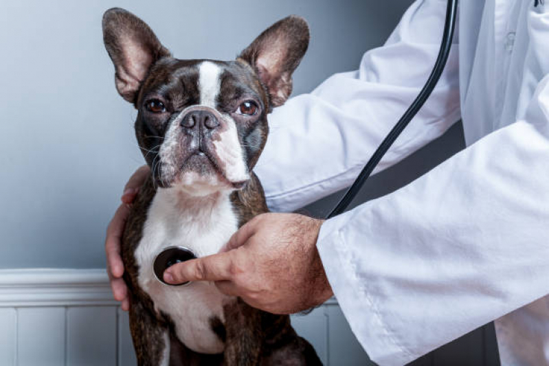 Exame Cardiológico em Cachorro Preço Aracatiba - Exame de Sangue em Cachorro Niterói