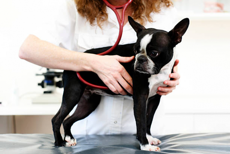 Exame Cardiológico em Cachorro Praia Campista - Exame de Raspado de Pele em Cães