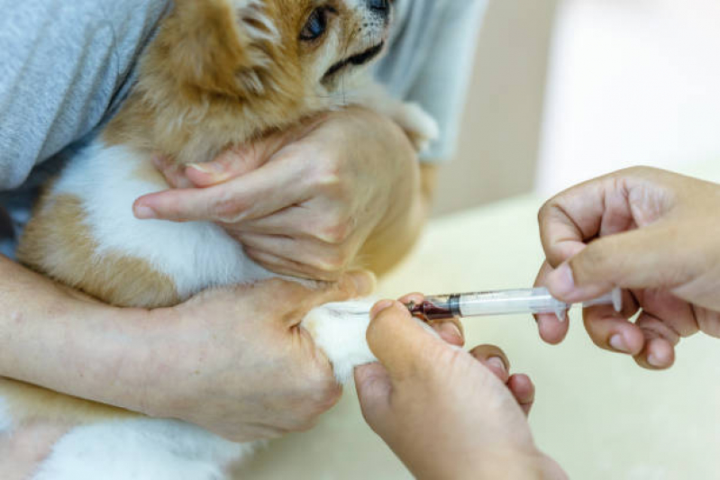Exame de Fezes Cachorro Preço Ouro Verde - Exame de Sangue Canino