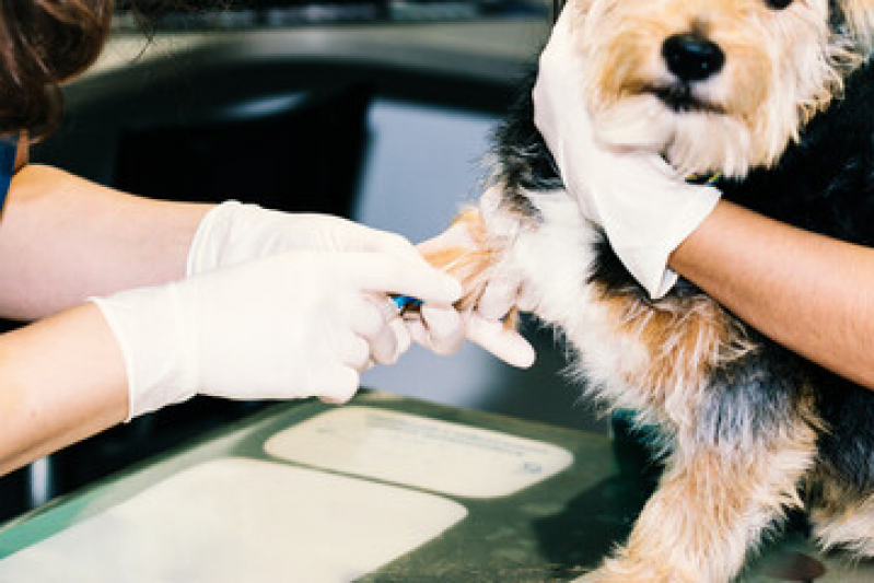 Exame de Fezes Cachorro Cantagalo - Exame de Urina em Cães