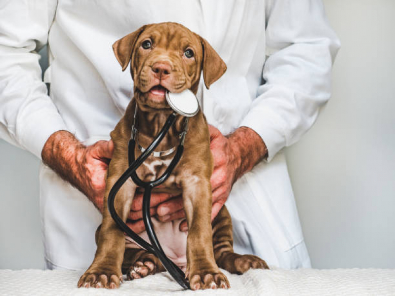 Exame de Fezes em Cachorro Preço São José Imbassai - Exame de Sangue Canino