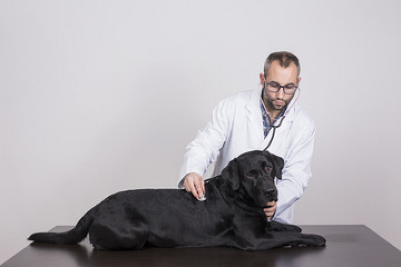 Exame de Fezes em Cachorro Recreio - Exame Cardiológico em Cachorro