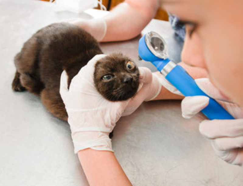 Exame de Fezes Gato Preço Caxito Pequeno - Exame de Sangue de Gato