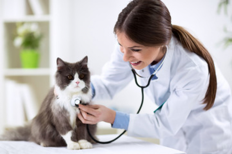 Exame de Fezes para Gato Preço Baldeador - Exame de Urina em Gatos