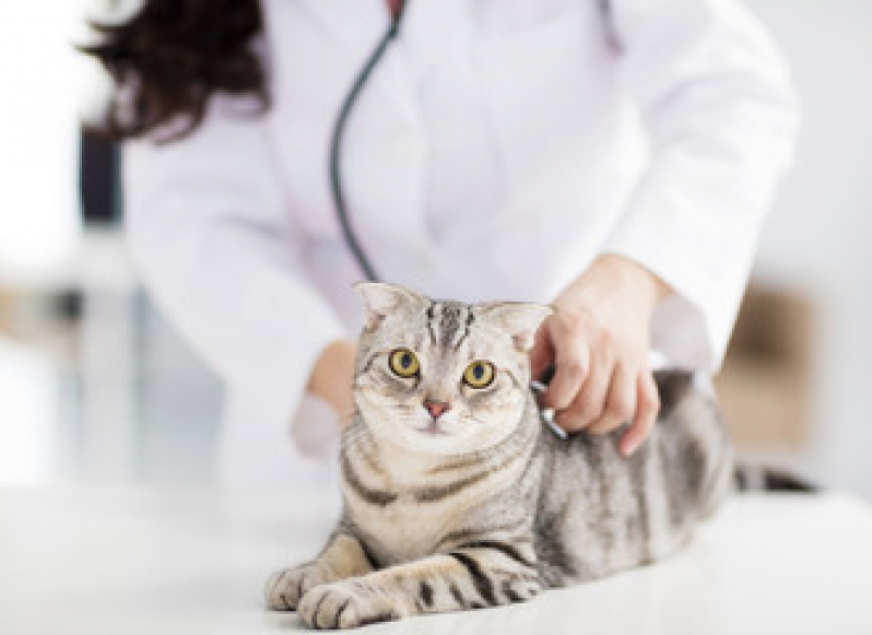 Exame de Fezes para Gato Boa Viagem - Exame de Toxoplasmose no Gato