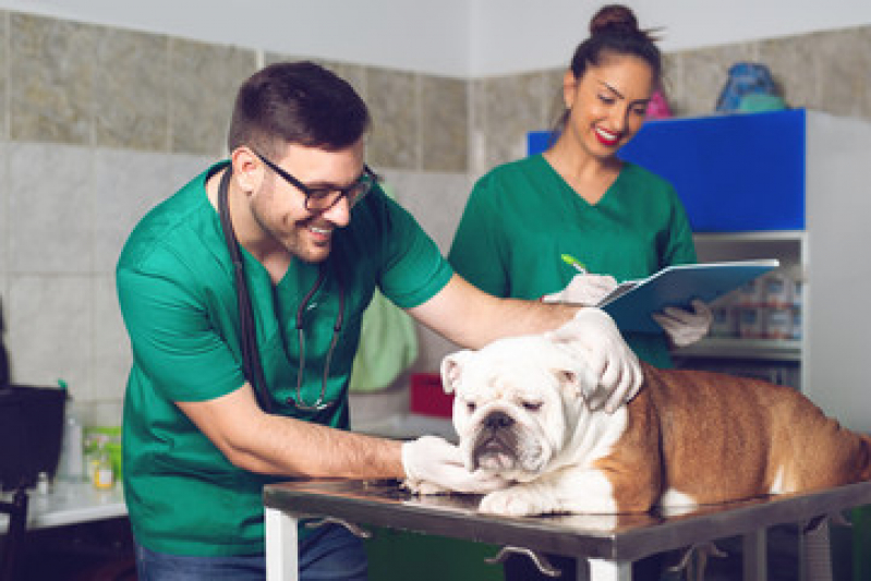 Exame de Pele em Cachorro Aracatiba - Exame Cardiológico em Cachorro