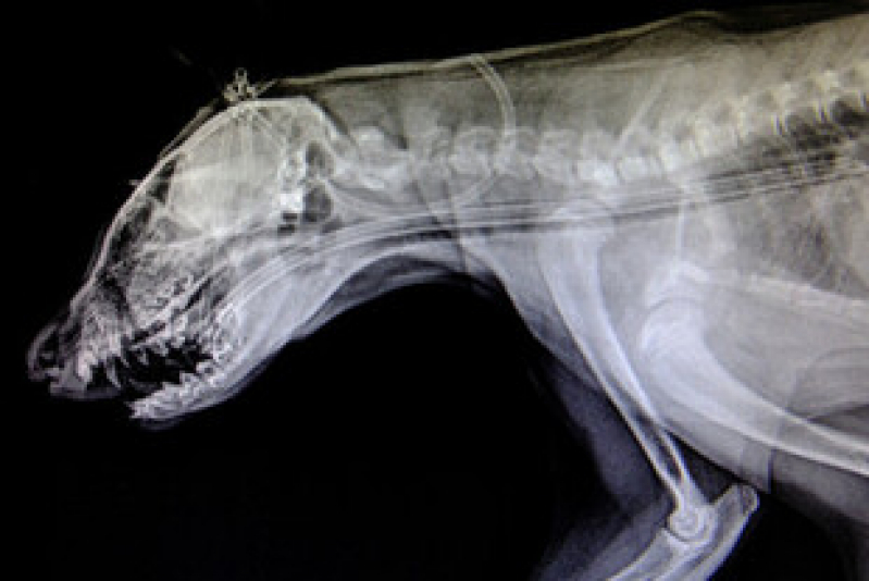Exame de Raio X para Animais Valor Mar do Norte - Exame de Ultrassom Abdominal Cão