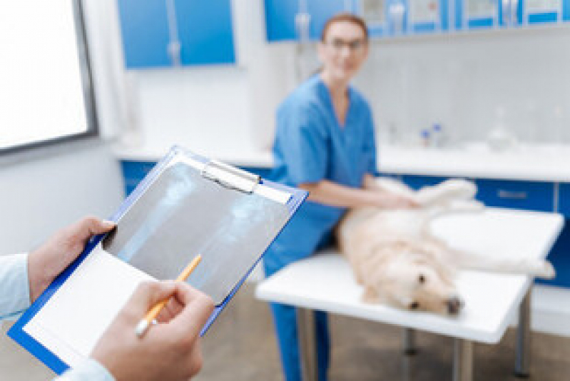 Exame de Raio X para Cachorro Valor Marazul - Exame de Ultrassom Abdominal para Cachorro