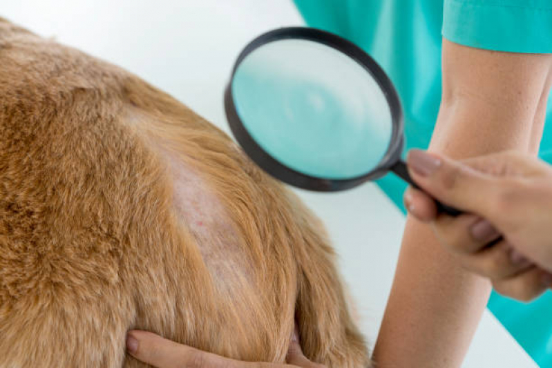 Exame de Raspado de Pele em Cães Cavaleiros - Exame de Sangue em Cachorro