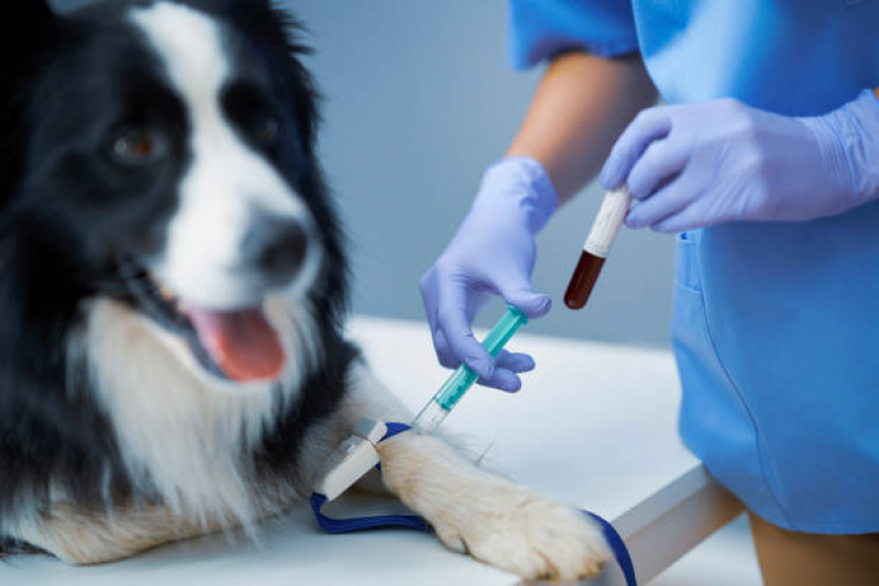 Exame de Sangue Canino Preço Niterói - Exame de Sangue em Cachorro Niterói