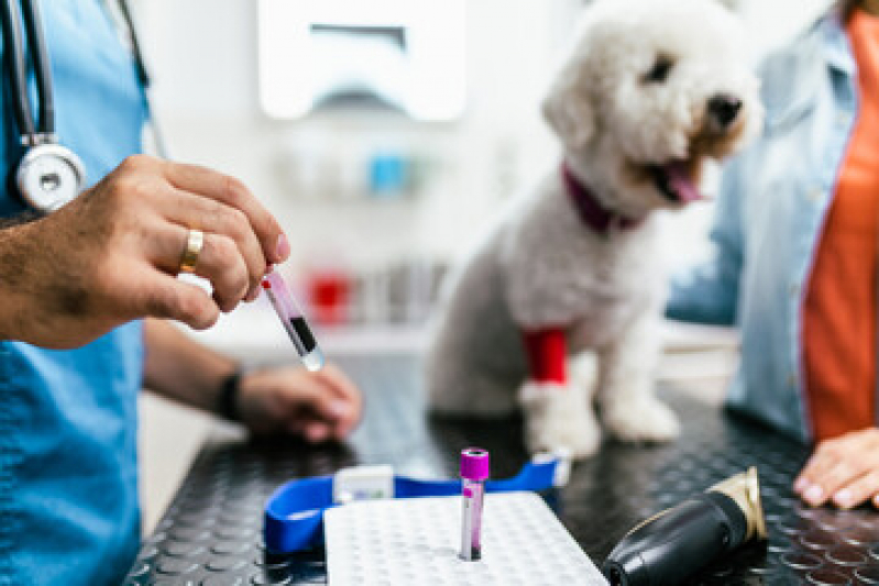 Exame de Sangue Canino Jardim Patrícia - Exame Cardiológico em Cachorro