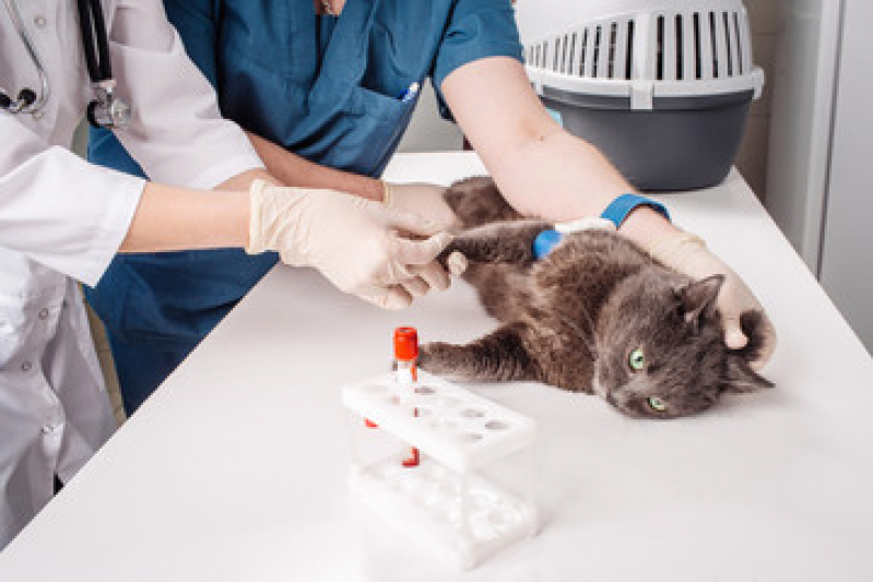 Exame de Sangue de Gato Preço Parque Turf Club - Exame de Sangue em Gato