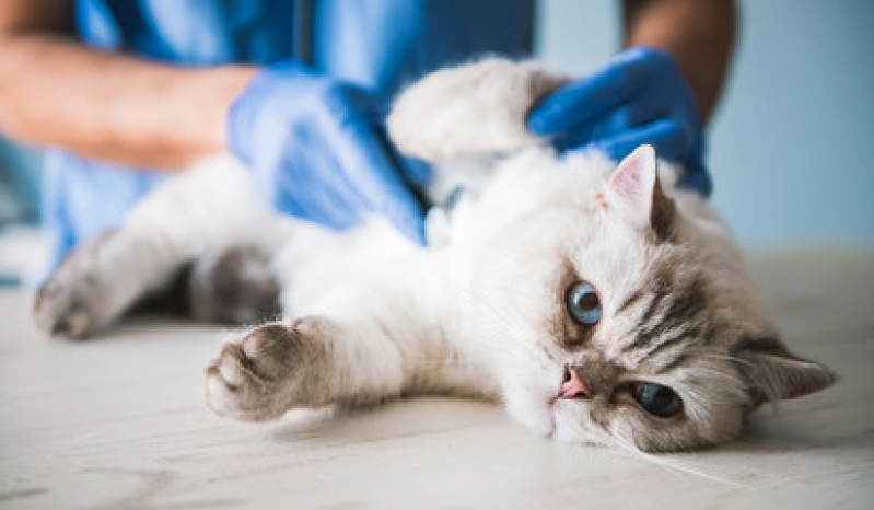 Exame de Sangue de Gato Camburí - Exame Toxoplasmose em Gato