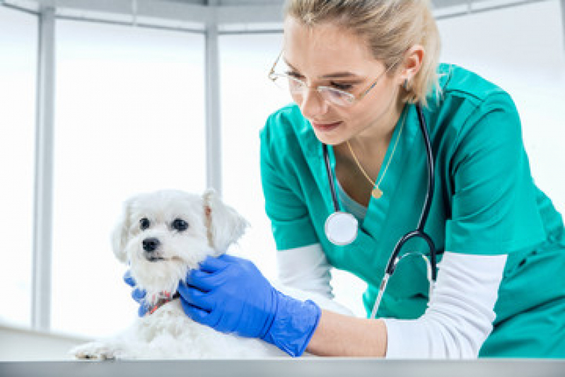 Exame de Sangue em Cachorro Preço Costa Azul - Exame de Pele em Cachorro