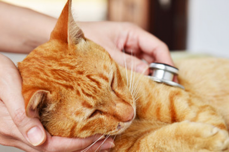 Exame de Sangue em Gato Preço Caxito Pequeno - Exame de Sangue em Gato
