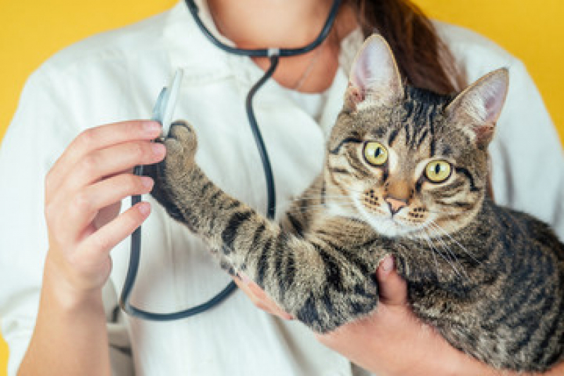 Exame de Sangue em Gatos Preço Saco Flores - Exame de Urina em Gatos