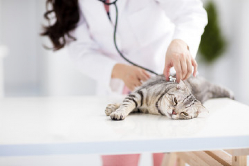 Exame de Sangue em Gatos Praia-Mar - Exame de Toxoplasmose no Gato