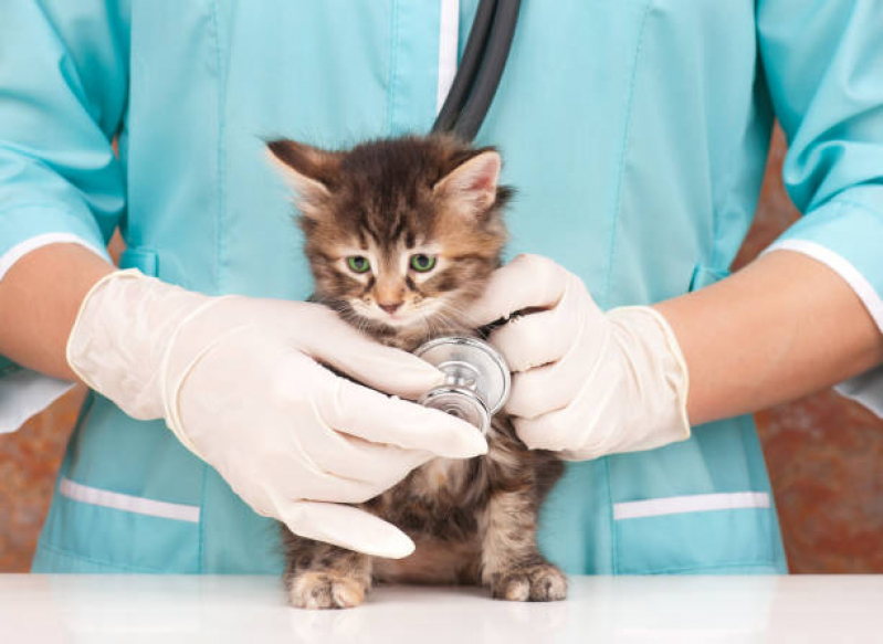 Exame de Sangue Gato Preço Padre Pequeno - Exame Toxoplasmose em Gato