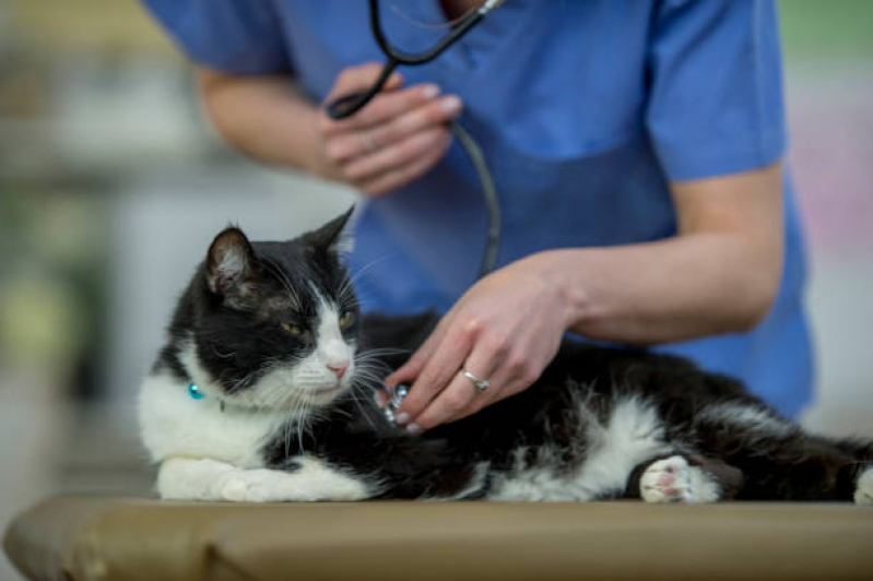 Exame de Sangue Gato Várzea Moças - Exame de Toxoplasmose no Gato