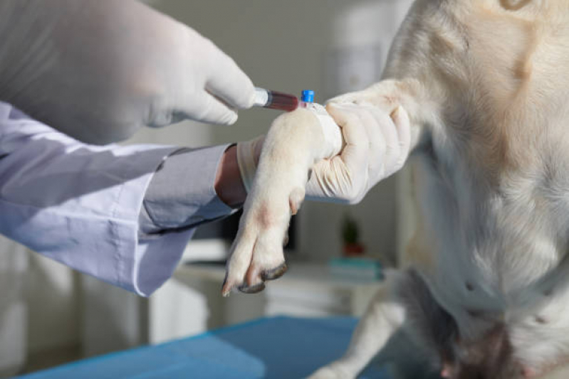 Exame de Sangue para Cachorro Preço Liberdade - Exame de Sangue em Cachorro