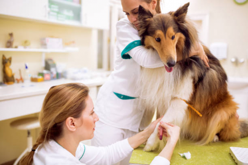 Exame de Sangue para Cachorro Caju - Exame de Sangue Canino
