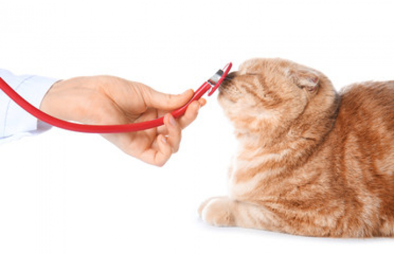 Exame de Toxoplasmose Gato Preço Maceió - Exame de Sangue de Gato